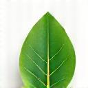 Eco-friendly leaf icon