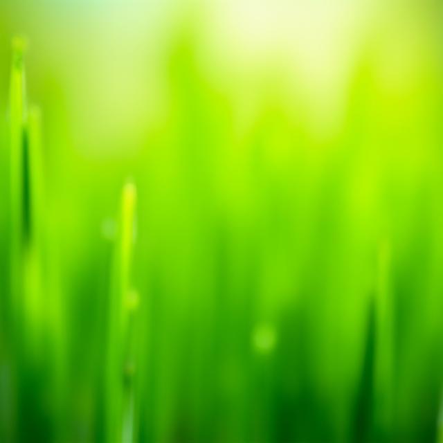 Close up of healthy St. Augustine grass blades